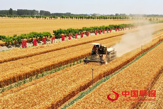 2022年6月6日，河南省开封市尉氏县张市镇沈家村的村民在本镇万亩高标准农田抢收小麦、及时浇灌土地播种农作物。 (5).jpg