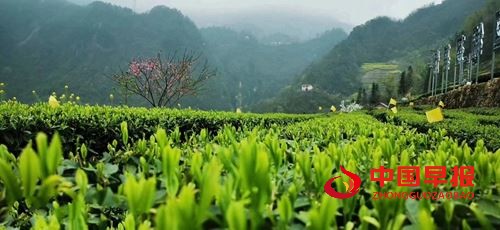 19540242385557130_5.jpg 19540242385557130_5.jpg