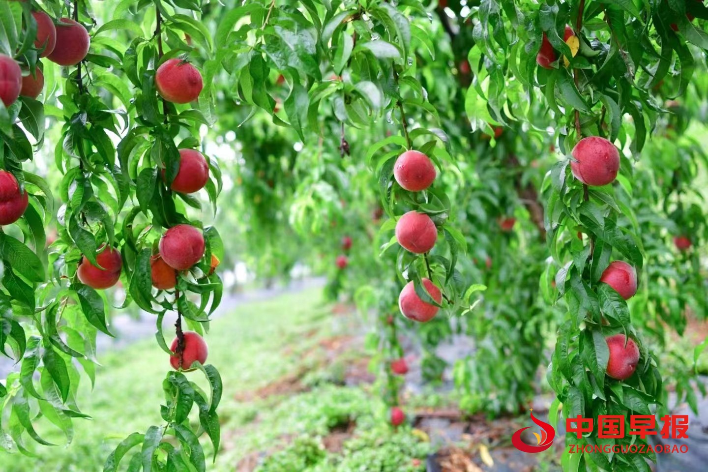 1719218543112942.jpg 1719218543112942.jpg