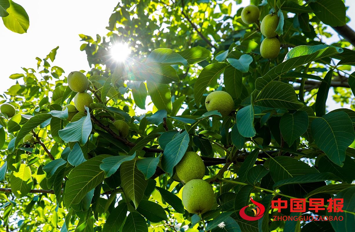 1723795939823369.jpg 图片01.jpg