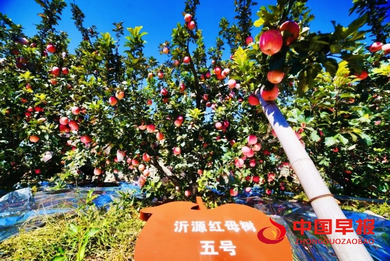 1734447643186342.jpg 640 (1)_副本.jpg