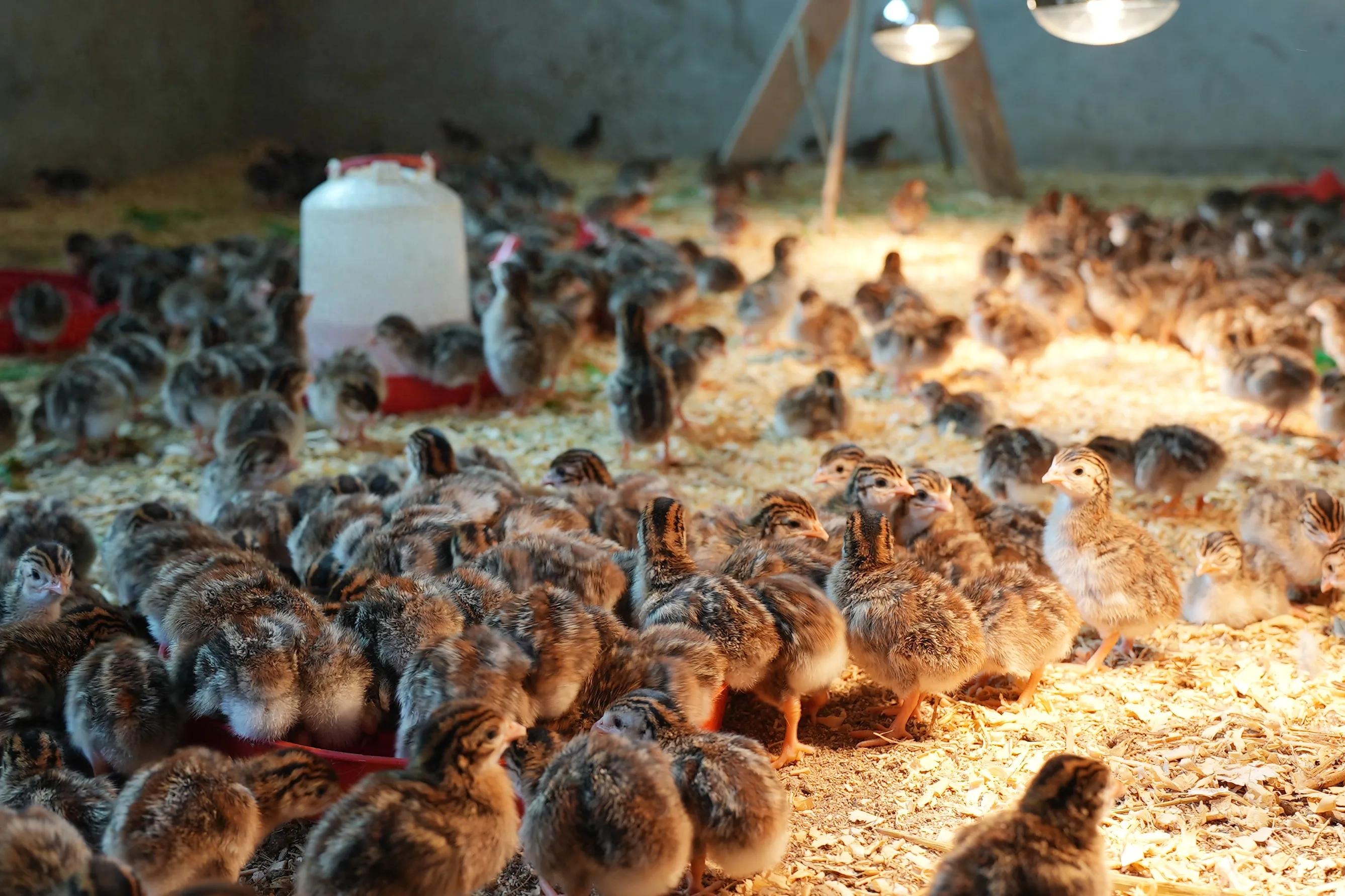 1751011573389317.jpeg 图片01.jpeg