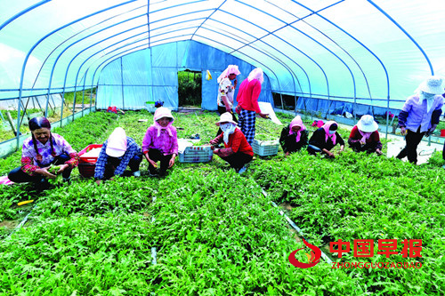 特色产业蓬勃发展 品牌建设成效显著：青海海东特色农业结硕果(图1)