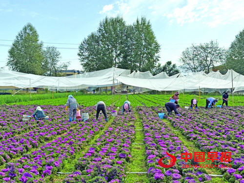 特色产业蓬勃发展 品牌建设成效显著：青海海东特色农业结硕果(图3)